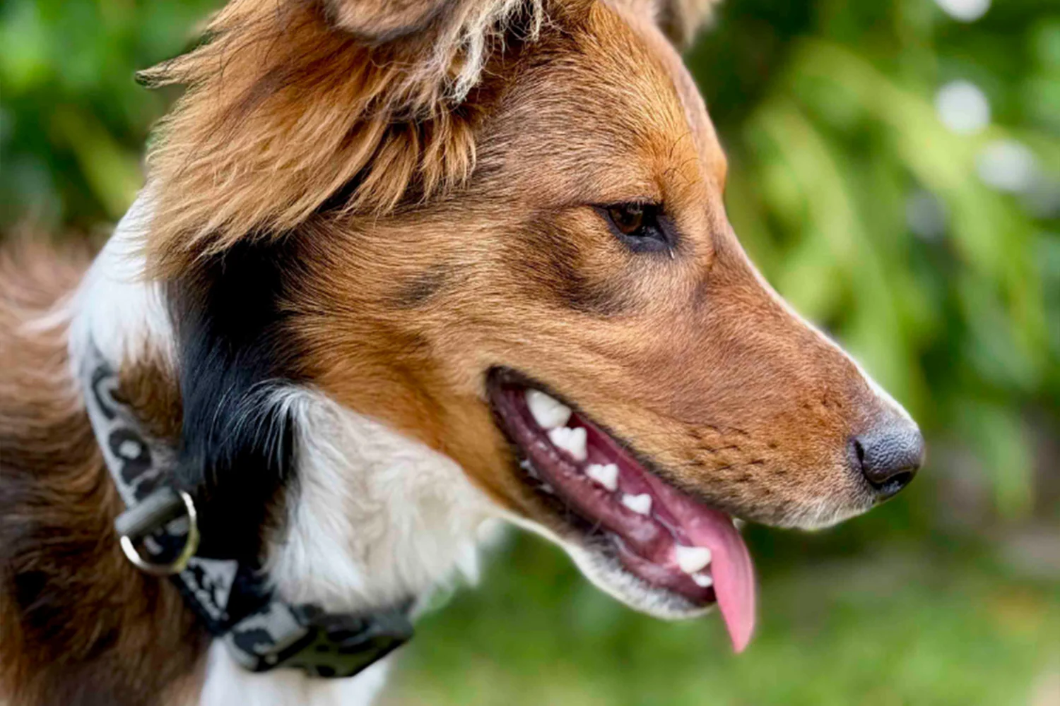 Trail Buddy Dog Collar - Image 3