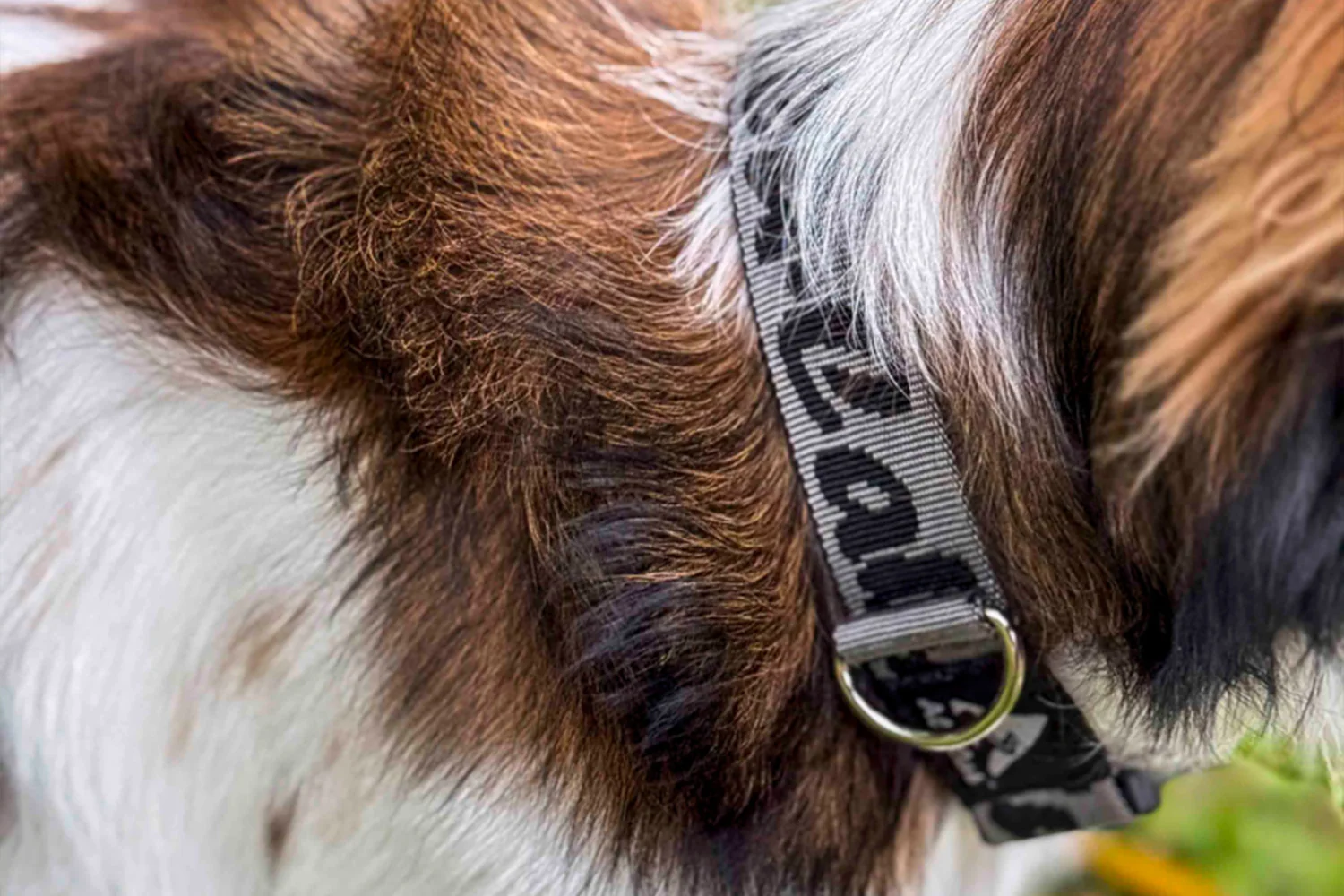Trail Buddy Dog Collar - Image 6