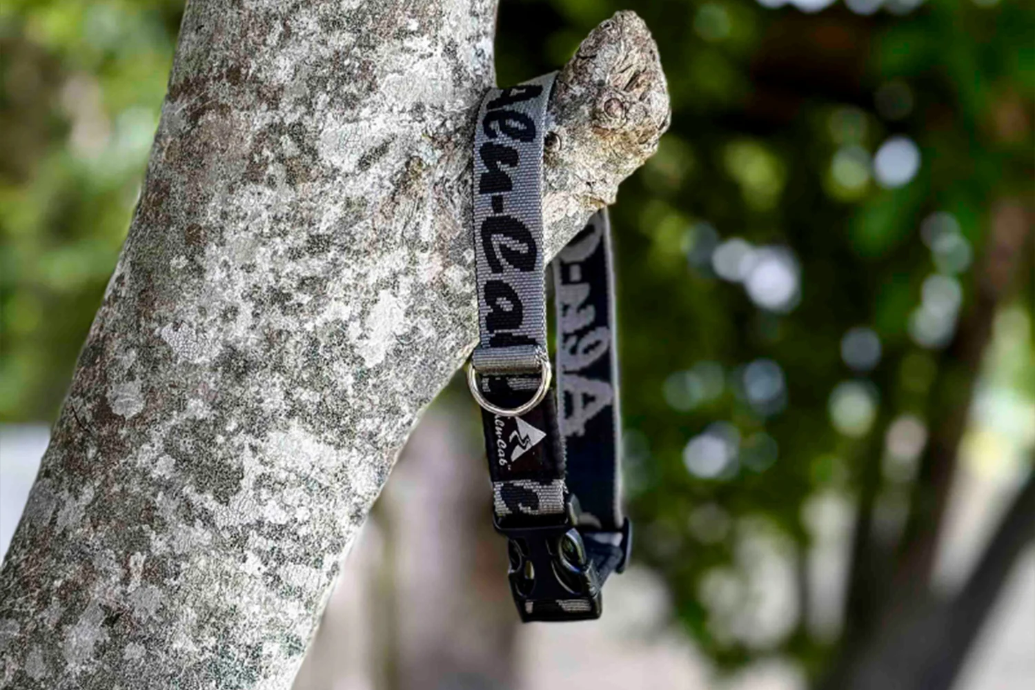 Trail Buddy Dog Collar - Image 4
